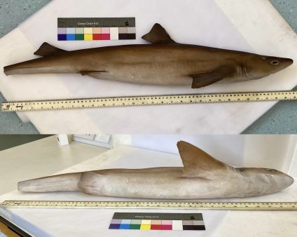 A topside and underside view of the plaster shark before conservation treatment. 