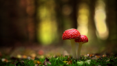 Education for Eudaimonia