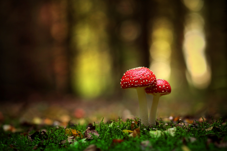 mushrooms in a forest