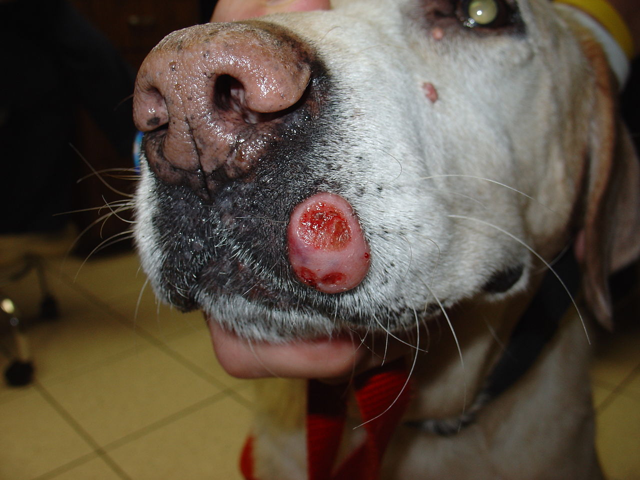 A picture of a dog with a mast cell tumour on its lip