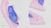 Diagnosis llai ymwthiol a marcwyr prognostig yn achos tiwmorau mastgelloedd mewn anifeiliaid anwes