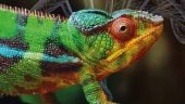 Monitoring and reporting genetic diversity with GBF indicators are feasible, affordable and effective