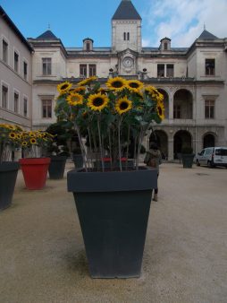 Hôtel de ville, Vienne