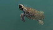 2 Weeks on Kefalonia Island, Greece, saving sea turtles