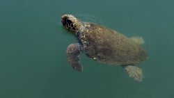 2 Weeks on Kefalonia Island, Greece, saving sea turtles