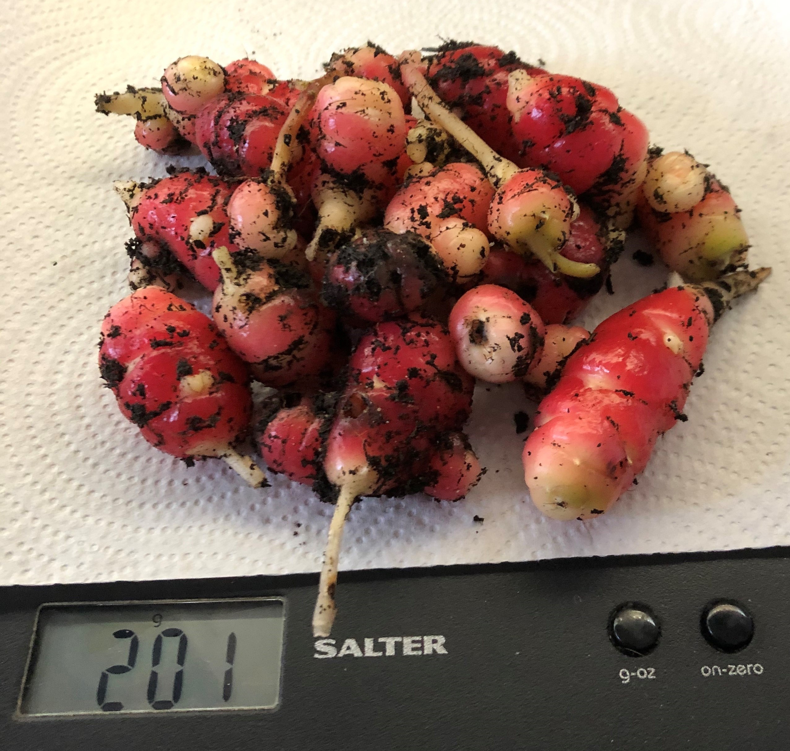 oca harvest from outdoor plant (December 2020)