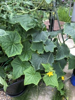 Ridge cucumber plant flowering in autopot 9/8/2020