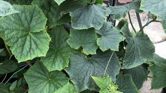 Ridge cucumber plant flowering in autopot 9/8/2020