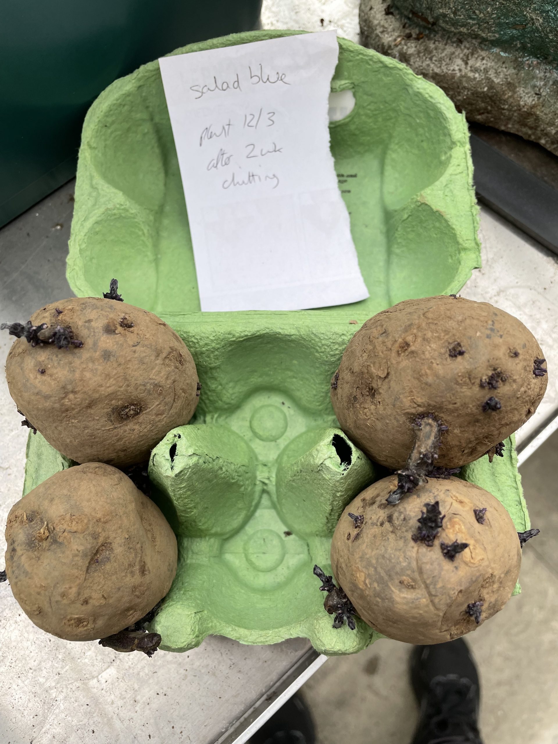4 potatoes being chitted to start developing roots before planting  