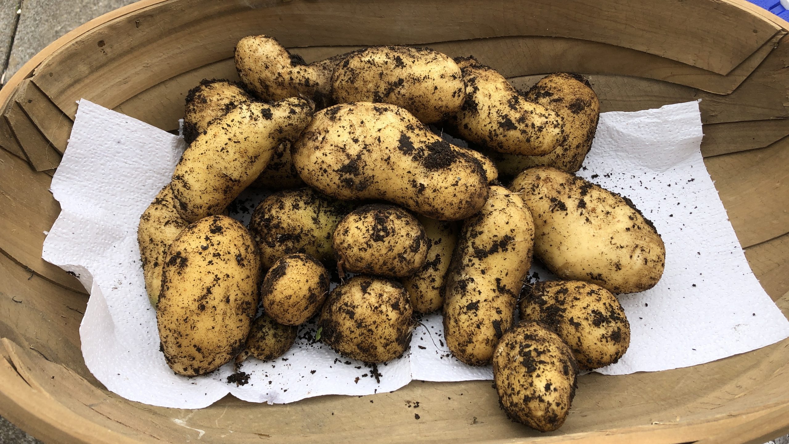 freshly harvested potatoes in a trug