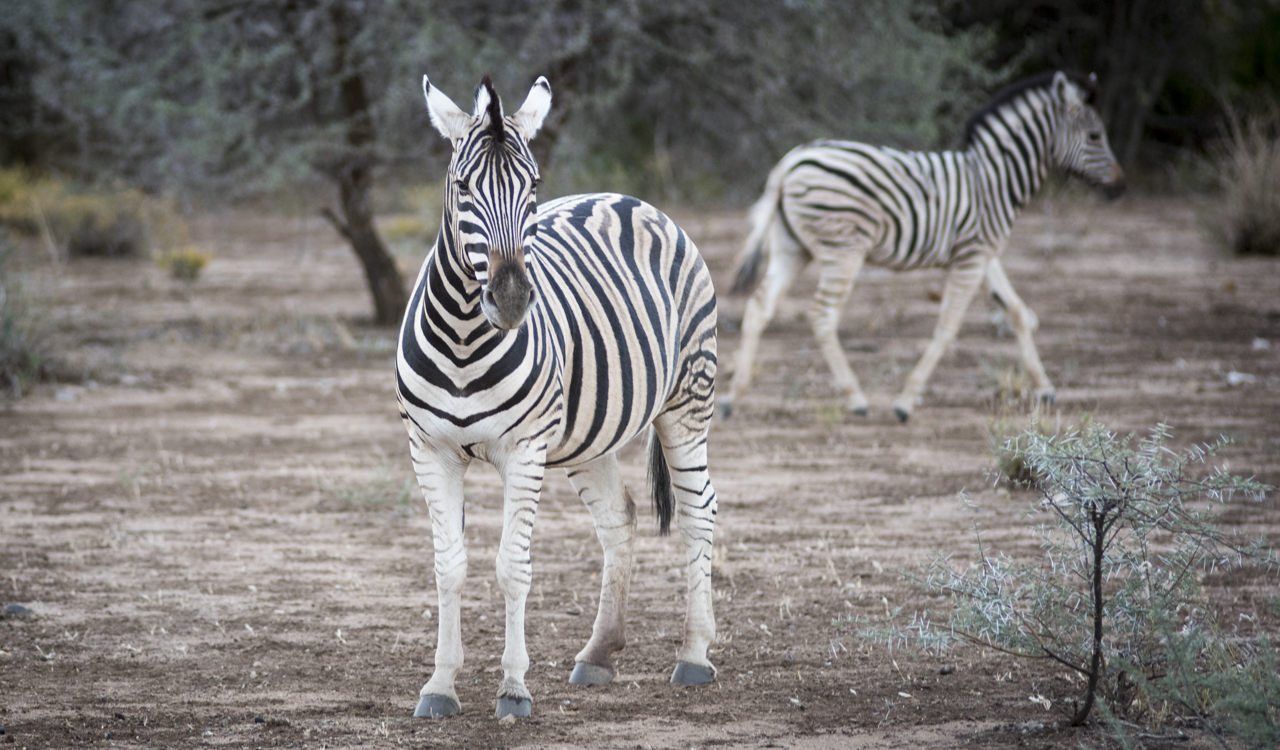 Zebra Politics