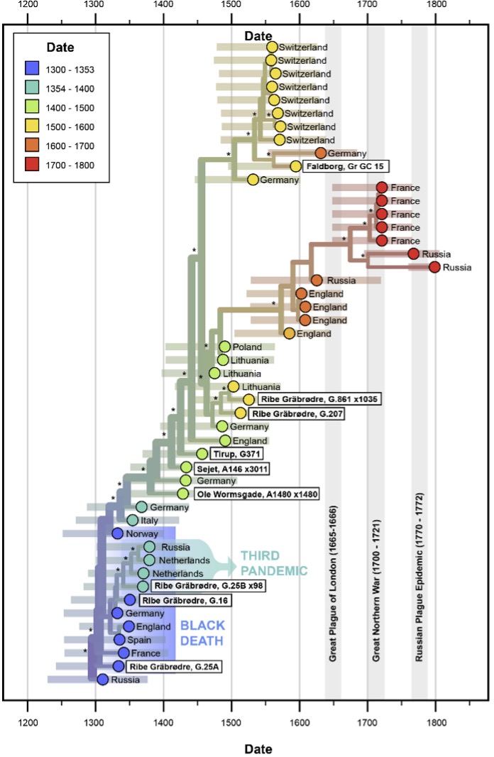 A version of the Y. pestis phylogenetic tree. From Eaton et al., 'Emergence, continuity, and evolution of Yersinia pestis throughout medieval and early modern Denmark,' Current Biology, v. 33, issue 6 (2023), pp. 1147-1152