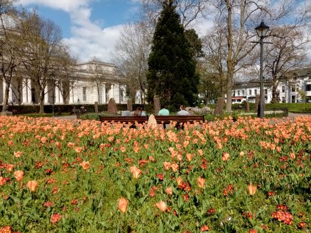 Gorsedd Gardens in the Spring