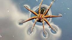 Vaccine Lean – The Dawn of the Water Spider