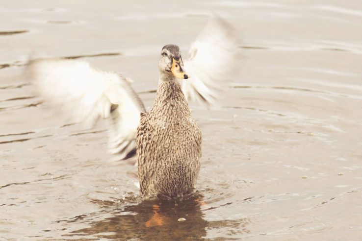 Bird landing and flapping his wings