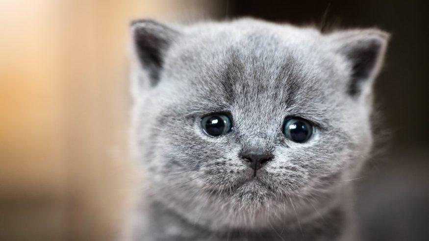 Gorgeous grey kitten looking very sorry for himself