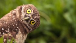 What’s My Job Again?