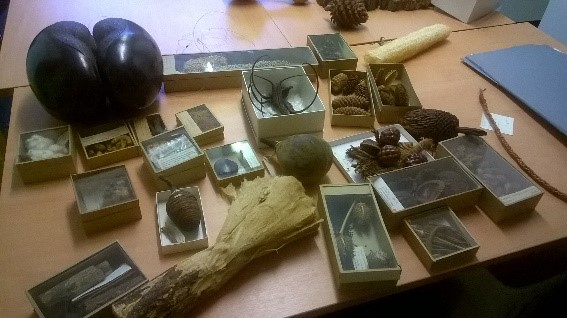 Some specimens from the AC-NMW Economic Botany Collection