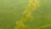 Sewage and livestock waste is killing Britain’s seagrass meadows