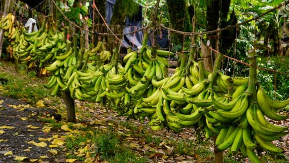 Image of fairtrade bananas