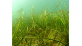Underwater Gardening: bringing biodiversity back to our seas