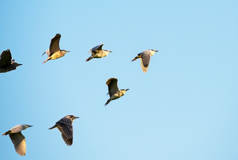 Birds in flight in a V formation, with one bird leading the way